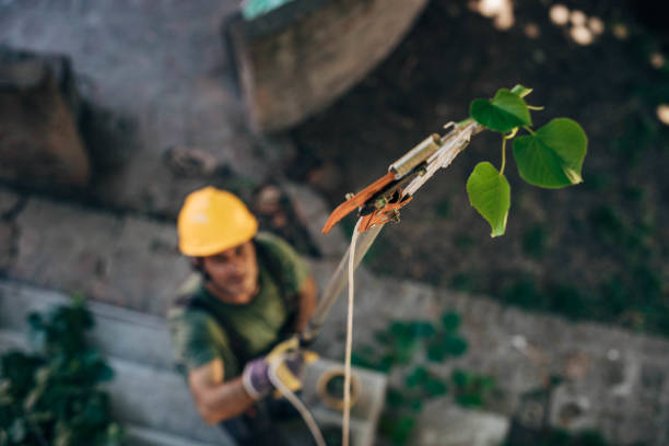 Professional Tree Service in West Des Moines, IA